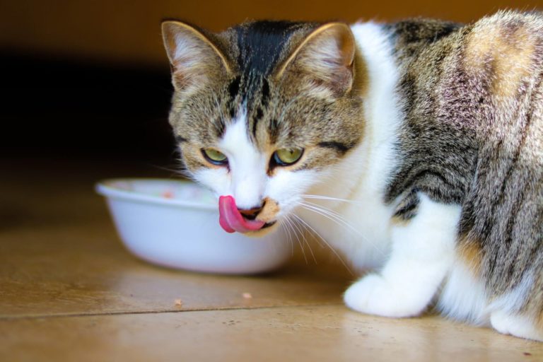 What do Cats Like to Eat in BreakFast?