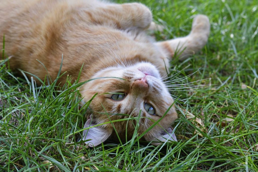 Can Cats Eat Grass?