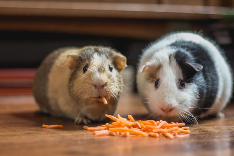 Can Hamsters Eat Sunflower Seeds with Salt?