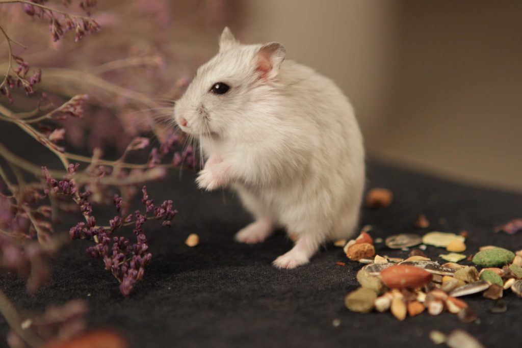 Can Hamsters Eat potatoes?
