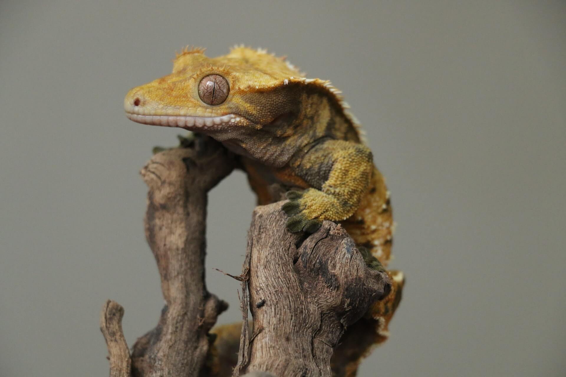 Can crested geckos live with other reptiles?