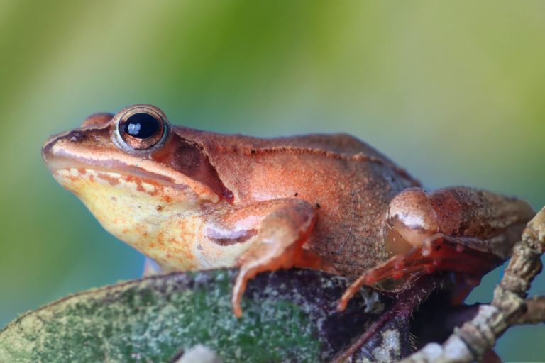 Do Amphibians have gills or lungs?