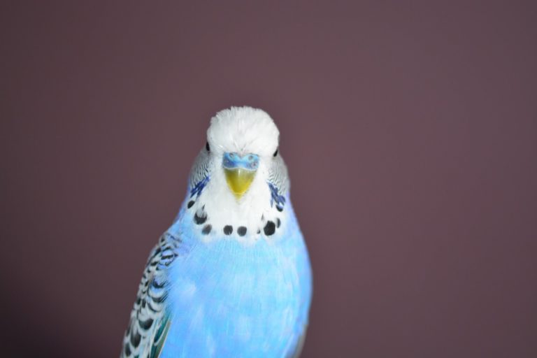 10 Reasons why You need a Budgie?