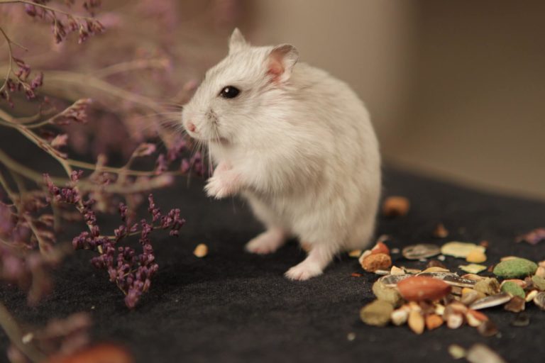 Can Hamsters Eat potatoes? Best Foods For Hamster