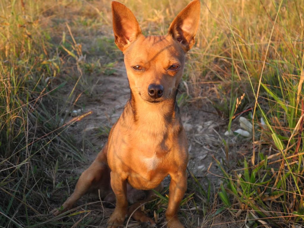 How Long Does a Chihuahua stay in heat?
