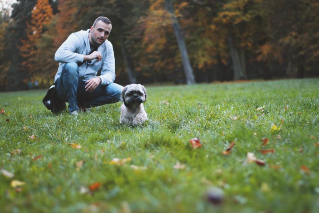 How much does a Shih Tzu cost