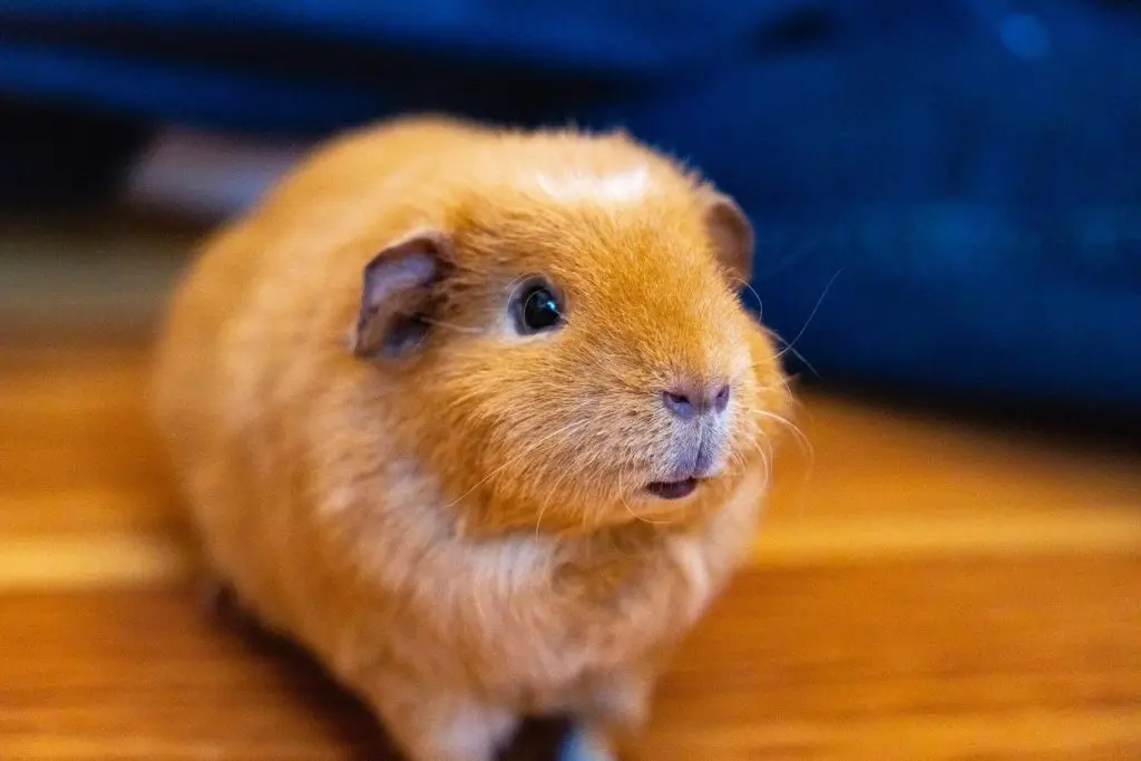 Can Guinea Pigs Eat cucumber?