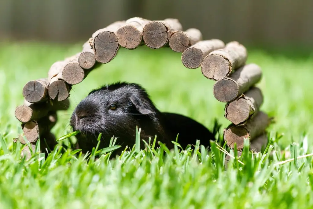 Can Guinea Pigs eat Apples?