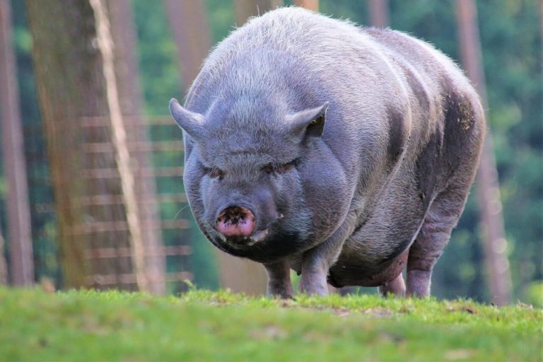 How big do pot-bellied pigs get?