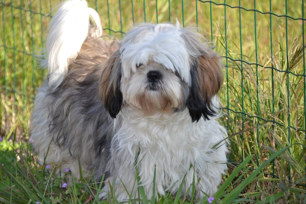 How Long do Shih Tzu dogs live?
