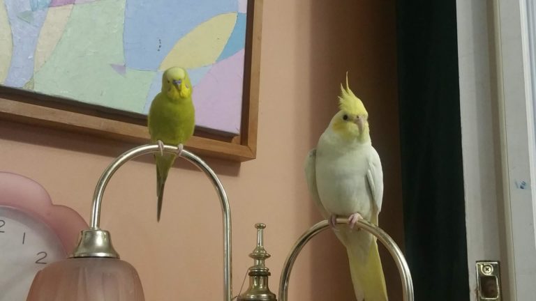 Are Swings Good For Budgies?