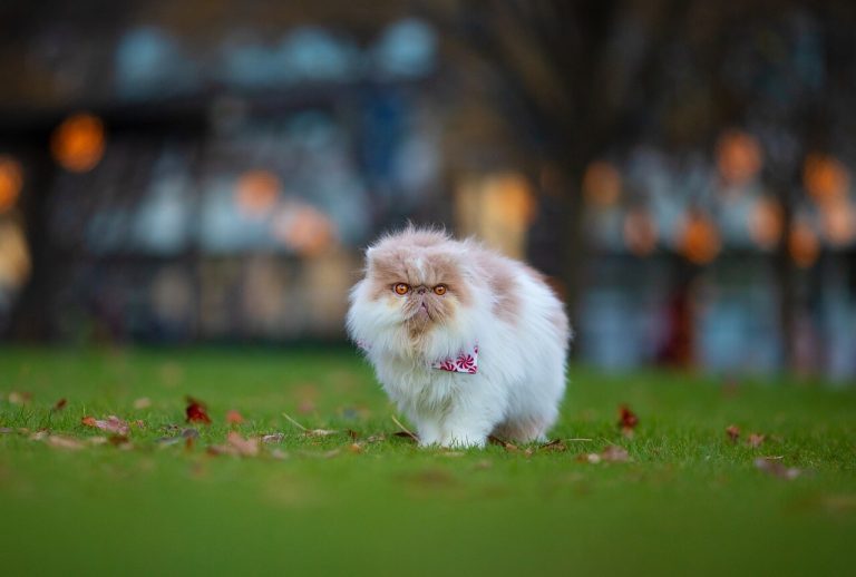 The Best Food Guide For Persian Cats