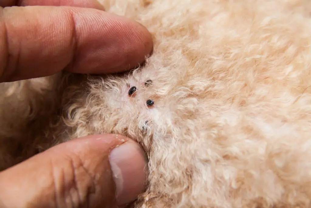 Best Flea Treatment for Dogs